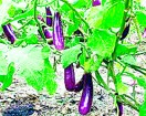 make a brinjal and can feed the whole family,narsi