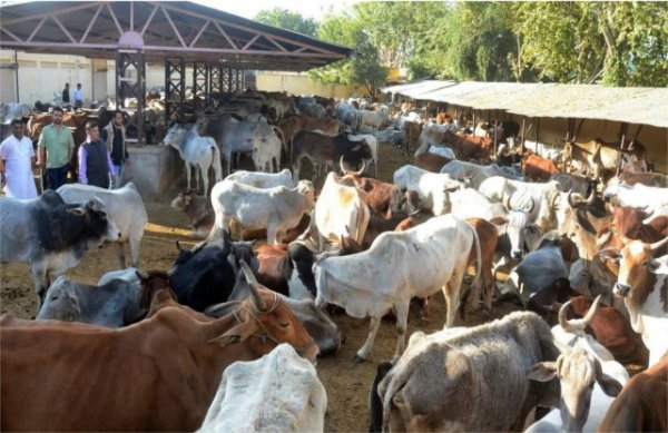 Pictures of patrika from around the country