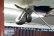 Giant Snake Drops From Ceiling In a Restaurant