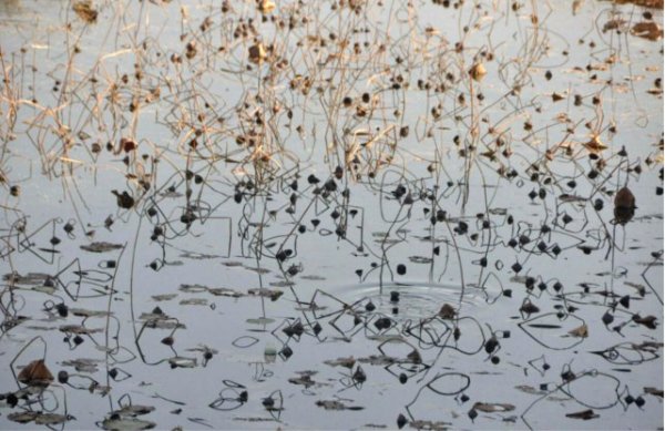 Life pics from around the country