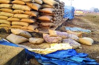 elephant reach in paddy procurement centre