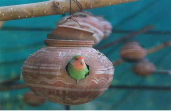 Nation pics of patrika of different moods