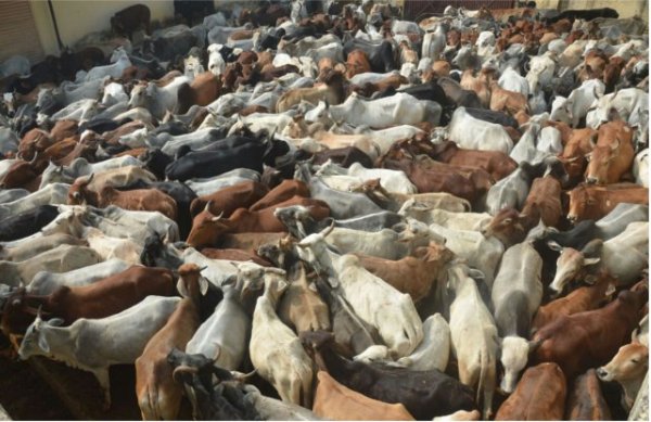 Nation pics of patrika of different moods