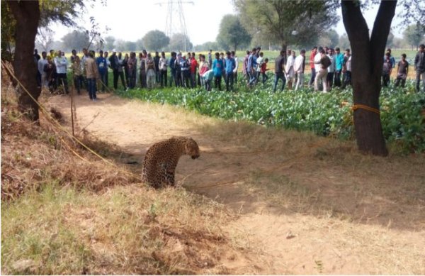 Panther gets in village caught later