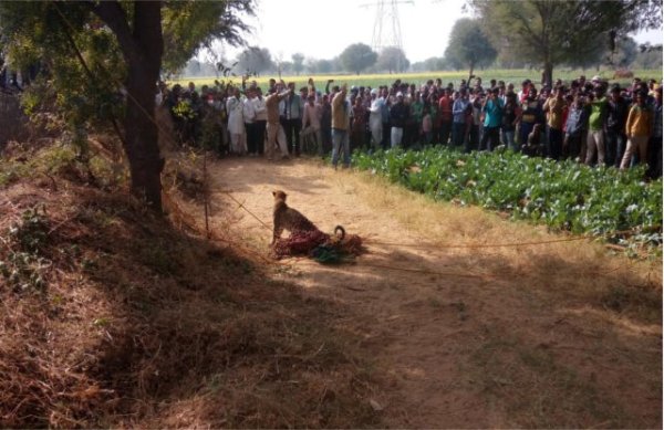 Panther gets in village caught later