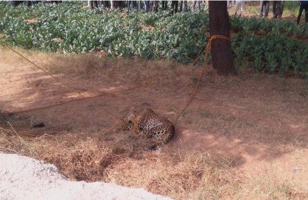 Panther gets in village caught later