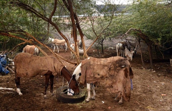 youthful pictures clicked by patrika photographer