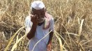 farmers suicide in India