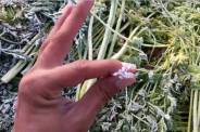 ice on crops