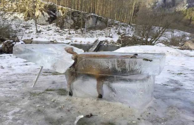 Frozen fox