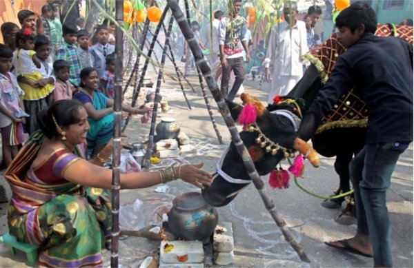 Makar sankranti celebrated in india