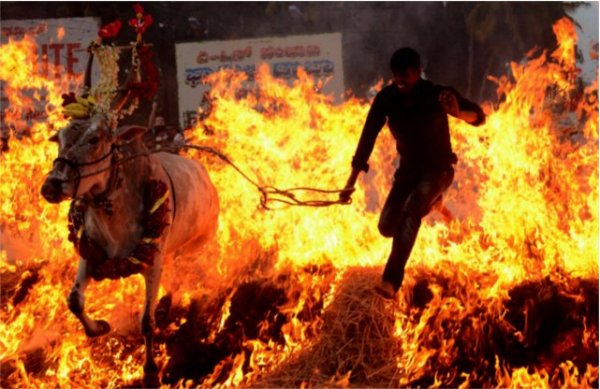 Makar sankranti celebrated in india