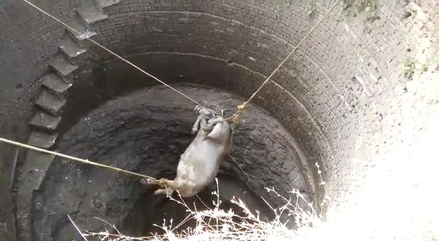  rescue operation, buffelow, well, sehore, buffelo