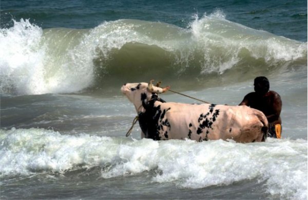 Dangal and sankranti pics from india