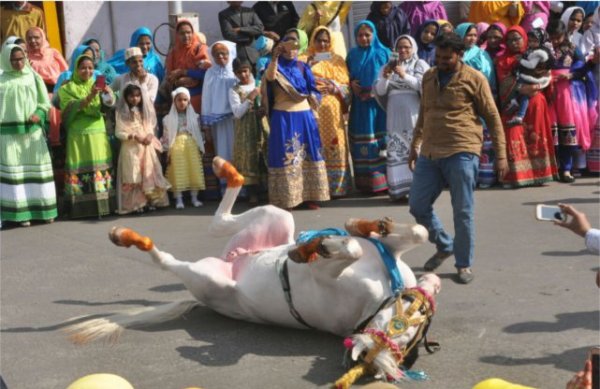 Dangal and sankranti pics from india