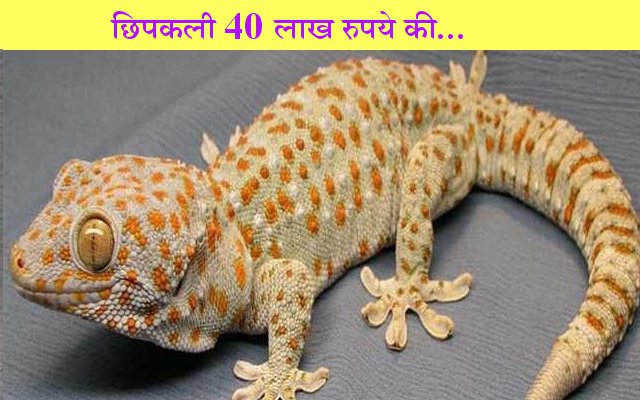  jamui news, jamui news in hindi, bihar news, liza