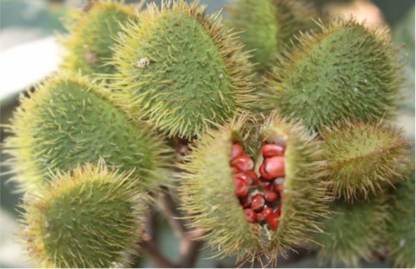 Colours of india through camera