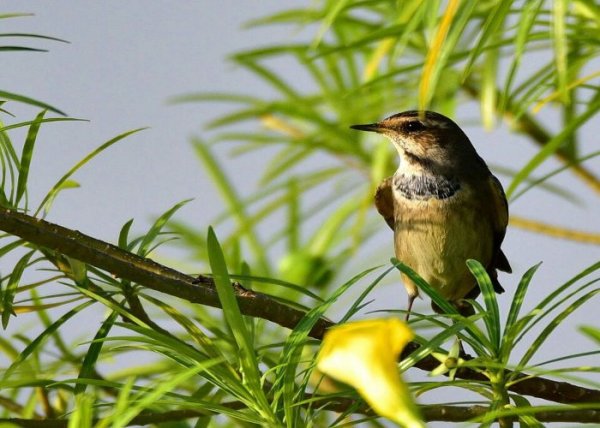 rare species of birds found in kuno palpur scantur
