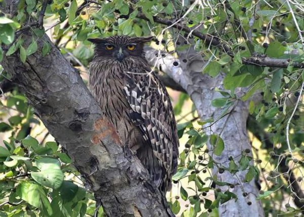 rare species of birds found in kuno palpur scantur