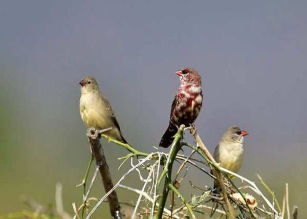 rare species of birds found in kuno palpur scantur