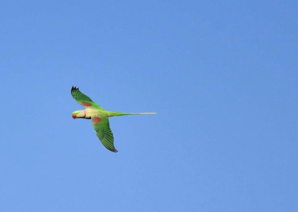 rare species of birds found in kuno palpur scantur