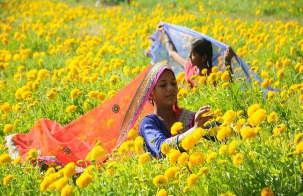 Basant panchami pics from around the country