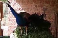national bird peacock, peacock in jodhpur, wildlife rescue team of jodhpur, Dr. shrawan singh, wildlife in jodhpur, umaid udhyan of jodhpur, jodhpur news