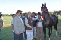 stallion tamjham won the best animal award