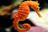 Seahorse