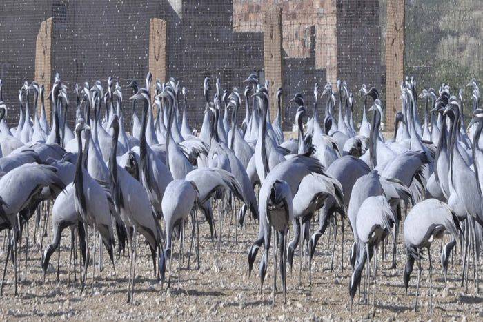 Migratory bird kurjan