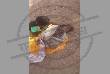 woman burnt alive