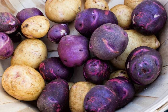 Purple Potatoes 