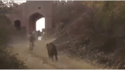 Tigress ?? Ranthambore ??? ???? ?????, ????? ?????
