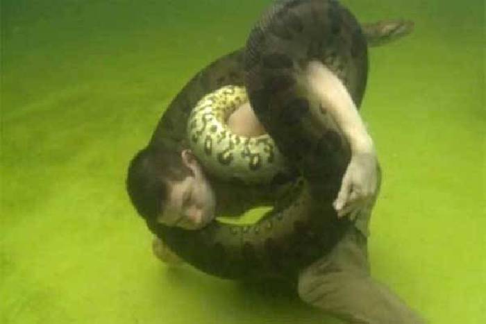This stuntman Stunts with Anaconda