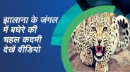 panther in jhalana forest