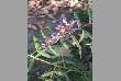 varieties of flowers in jodhpur