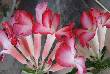 varieties of flowers in jodhpur