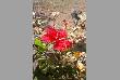 varieties of flowers in jodhpur