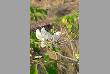 varieties of flowers in jodhpur