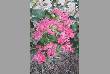 varieties of flowers in jodhpur