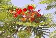 varieties of flowers in jodhpur