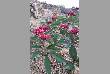varieties of flowers in jodhpur