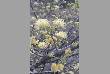 varieties of flowers in jodhpur