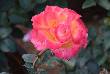 beautiful pics of flowers 