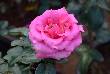 beautiful pics of flowers 