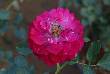 beautiful pics of flowers 