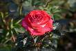 beautiful pics of flowers 