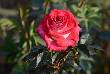 beautiful pics of flowes