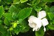 Amazing Benefits Of Jasmine For Health