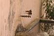 beautiful pics of bird trying to drinking water 